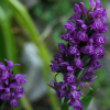 Dactylorriza purpurella - abriachan nurseries